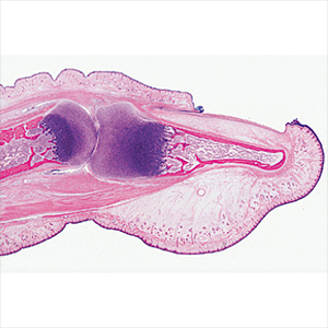 Human Histology Slide Set